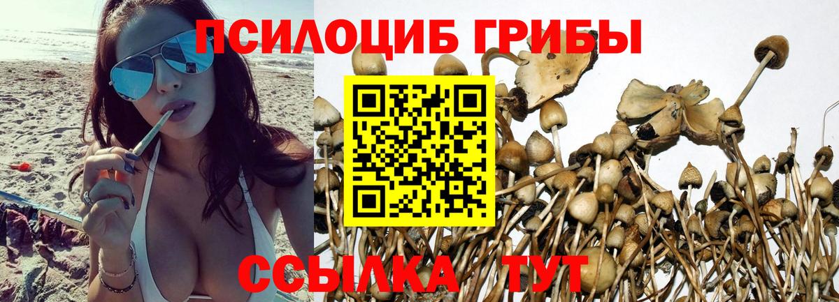 Псилоцибиновые грибы прущие грибы Гуково